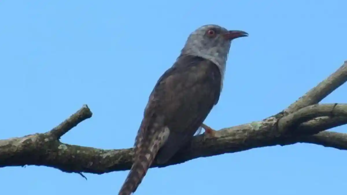 Suara Burung Kedasih, Apakah Pertanda Kematian? Simak 5 Arti Kicau Burung Ini di Malam Hari