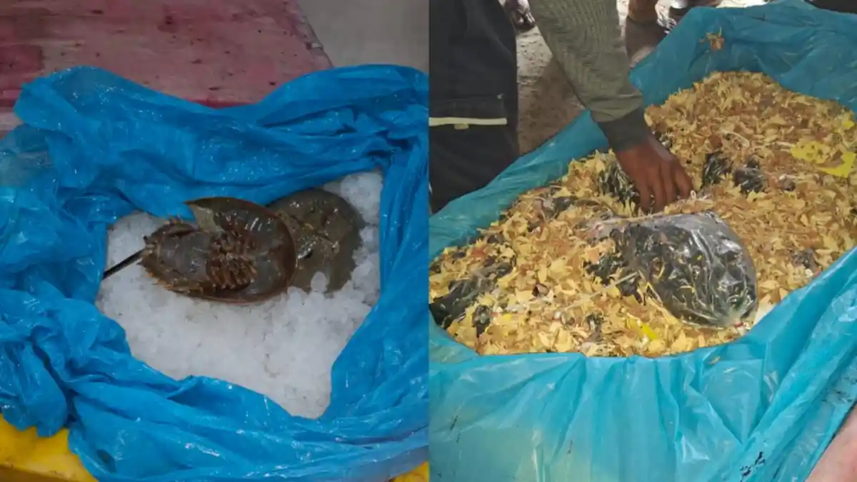 Bea Cukai Teluk Nibung Gagalkan Penyeludupan Belangkas dan Bibit Sawit ke Malaysia