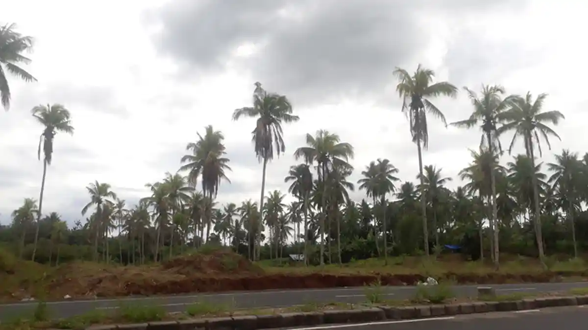 Panjat Pohon Kelapa 12 Meter, Pria Ini Lemas saat Tiba di Atas dan 3 Jam Terjebak