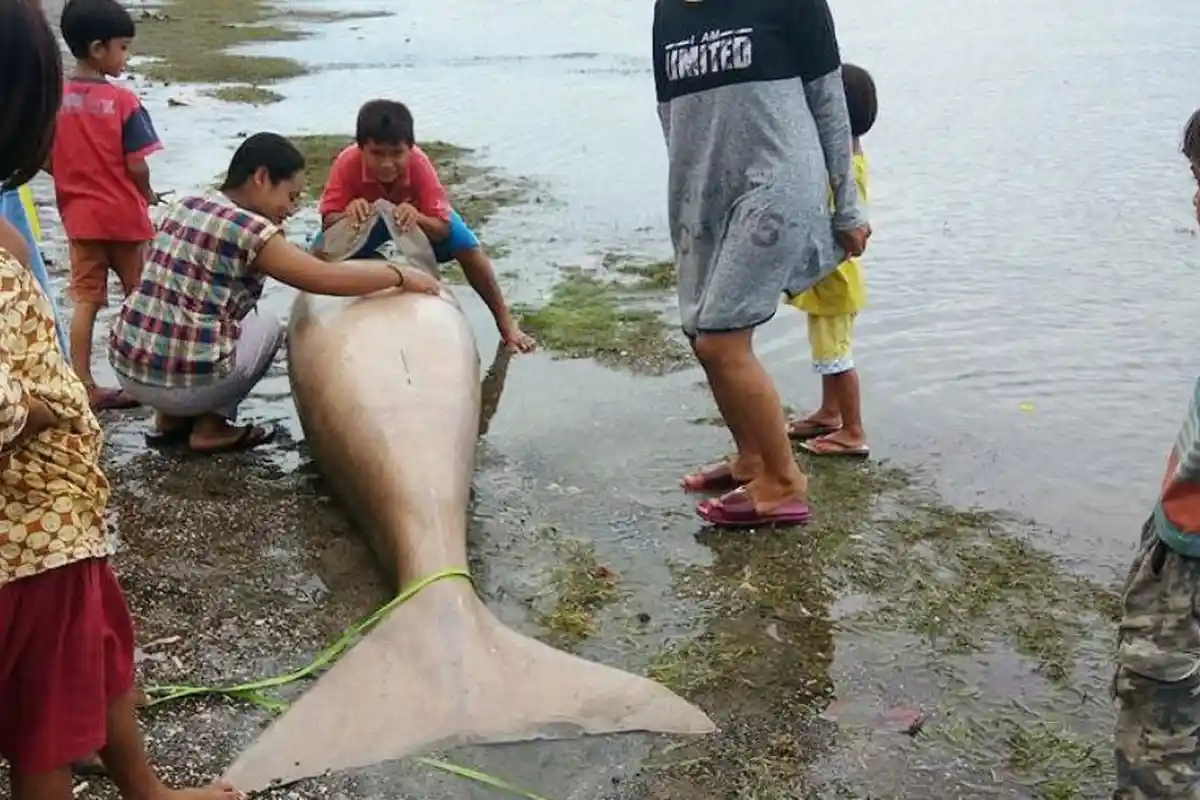 Ingin Lihat Ikan Duyung? Yuk ke Pulau Kera. Ikan Ini Berkeliaran di Perairan Kupang!