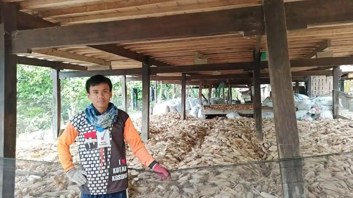 Petani Jagung di Basseang Pinrang Terancam Rugi Puluhan Juta, Ini Penyebabnya