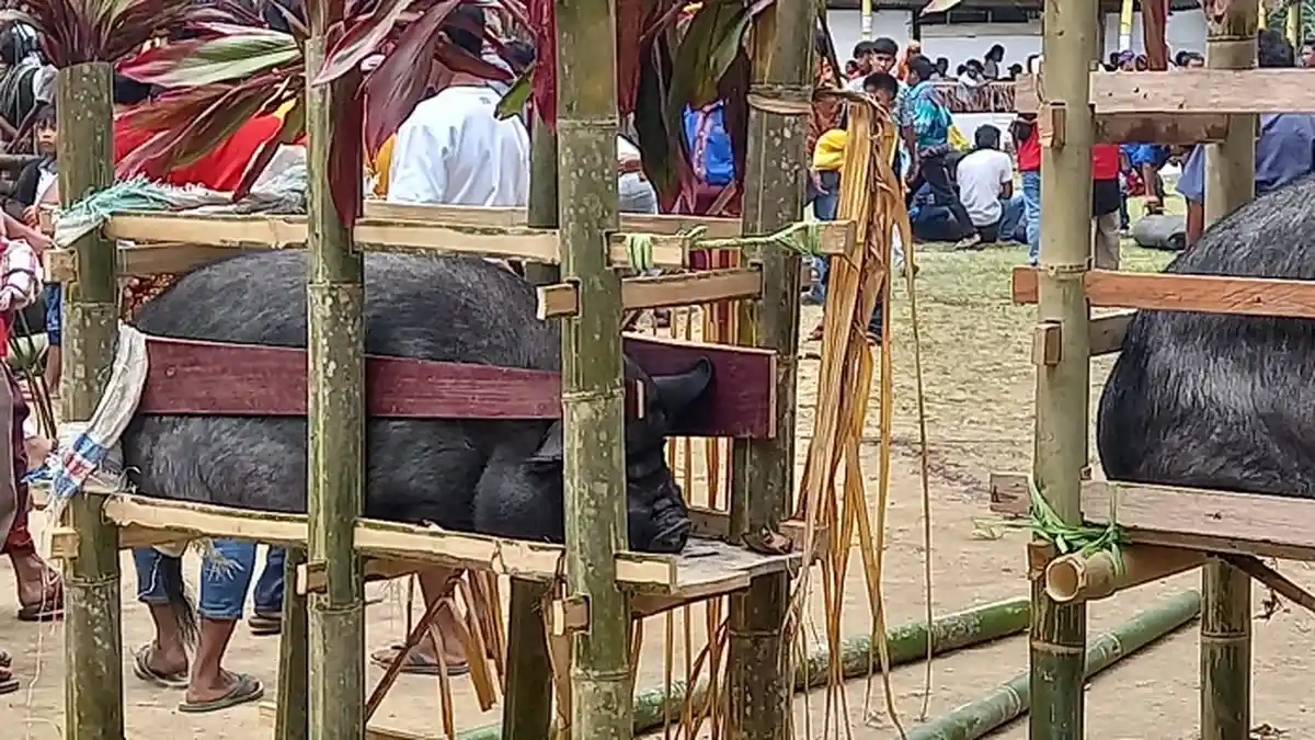 Belum Ada Kasus ASF Ditemukan pada Ternak Babi di Toraja