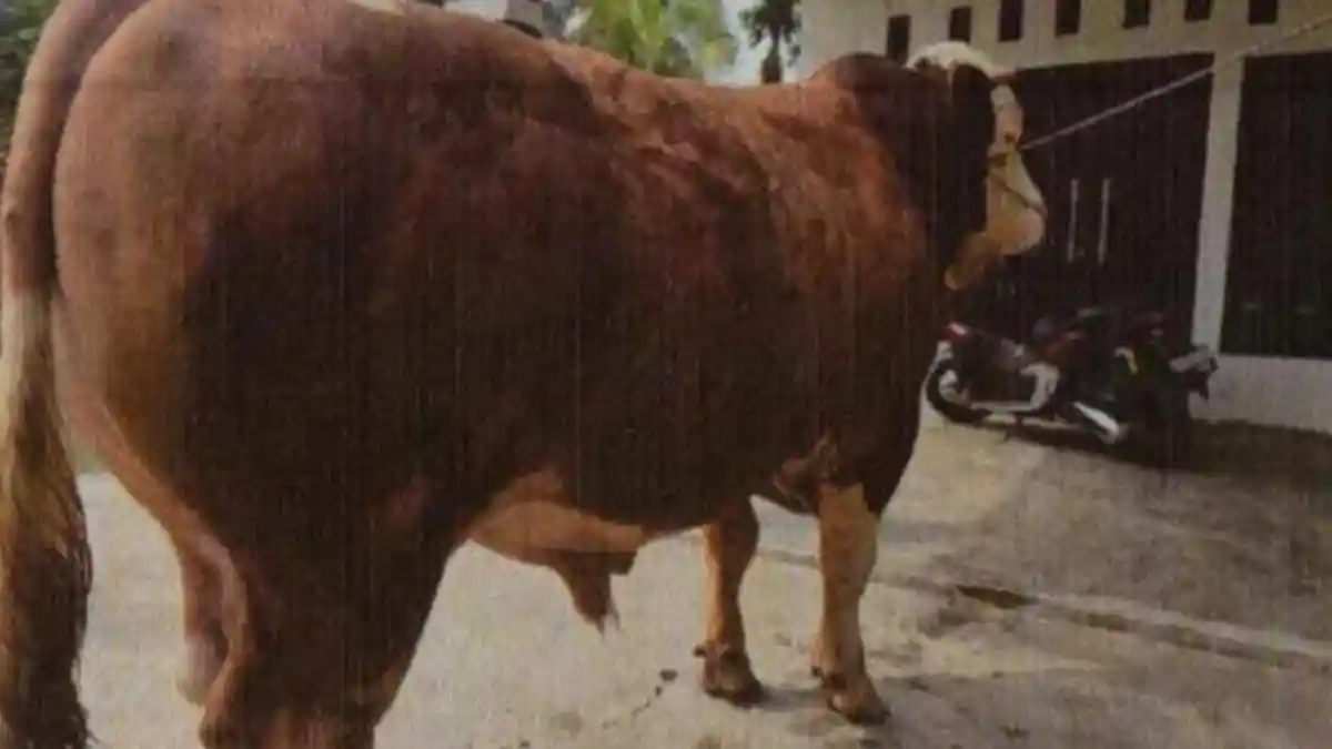 Sapi Jumbo 1 Ton Lebih Diusulkan Jadi Hewan Kurban Bantuan Presiden ...