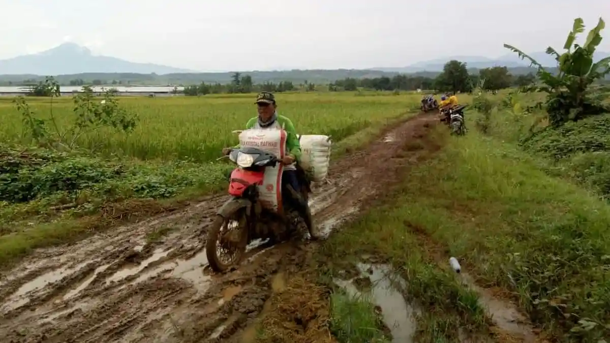 Covid 19 Tak Halangi Petani Indramayu Panen Raya Padi dan Jagung
