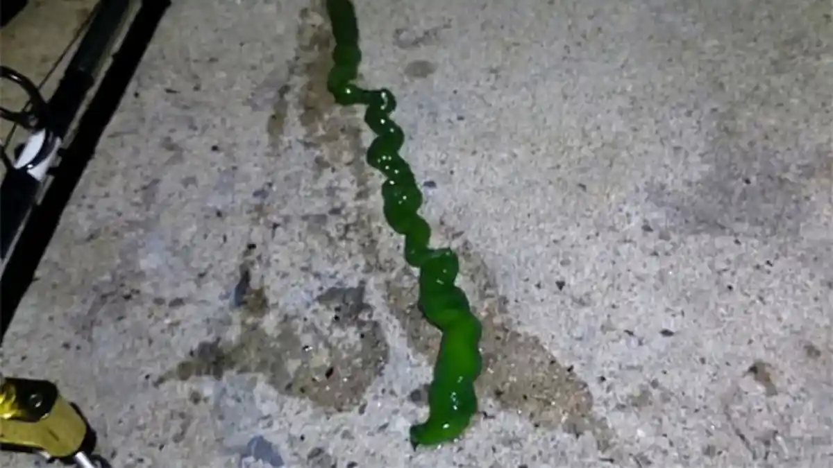 Hiiii, Binatang Aneh Ini Berwarna Hijau dan Kenyal Seperti Jelly