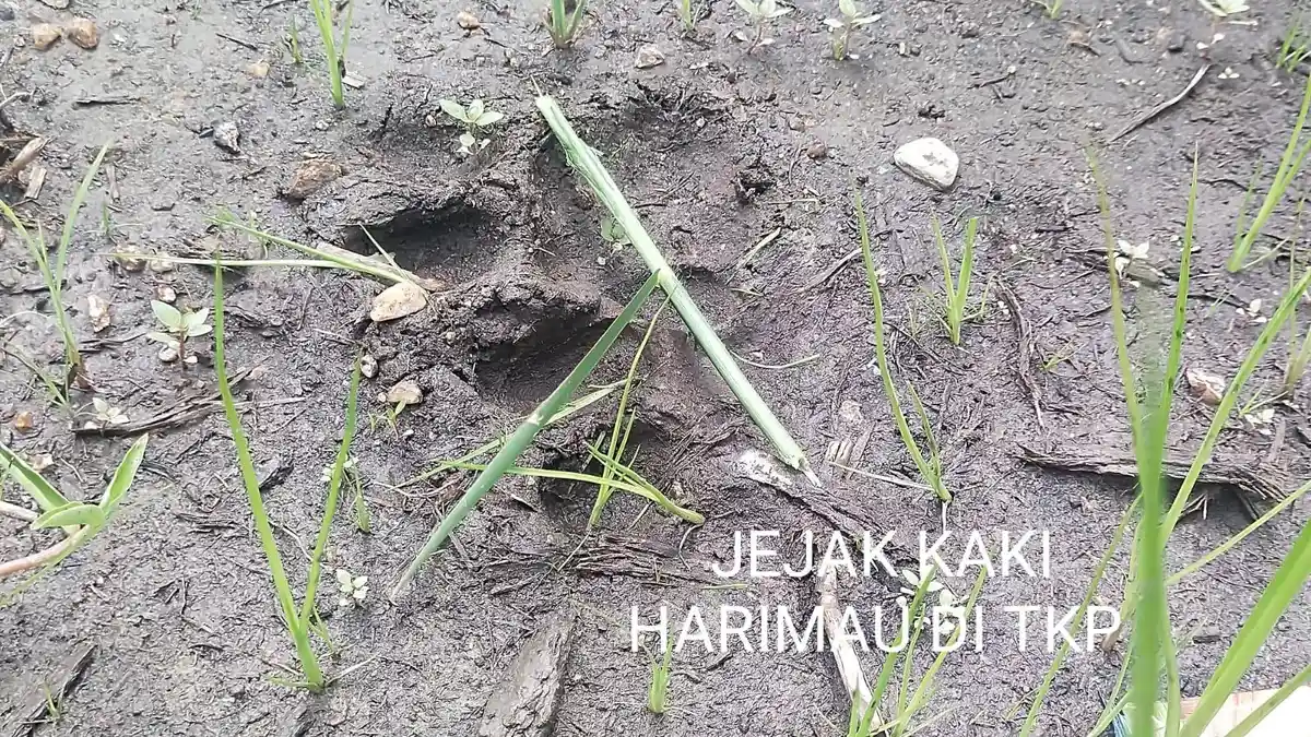 Pekerja HTI di Pelalawan Tewas Diterkam Harimau di Camp, Korban Diseret 2 KM - Tribunpekanbaru.com