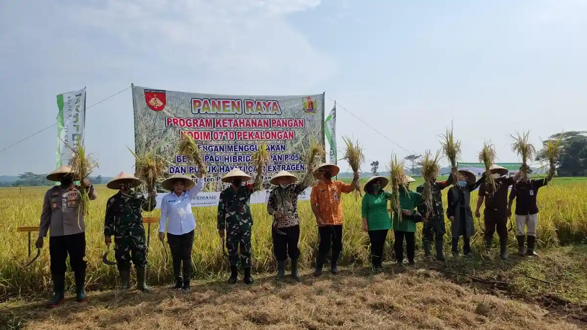 Manfaatkan Lahan Tidur, Kodim 0710/ Pekalongan dan Petani Panen Raya Padi Mapan di Lahan 12 Ha