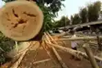 Jelang HUT Kemerdekaan RI, Perajin Pohon Pinang Banjir Order