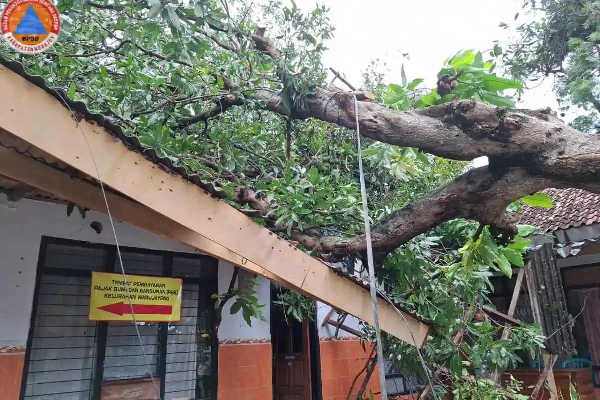 Cuaca Ekstrem di Nganjuk, BPBD Evakuasi Pohon Tumbang dan Lakukan Pendataan