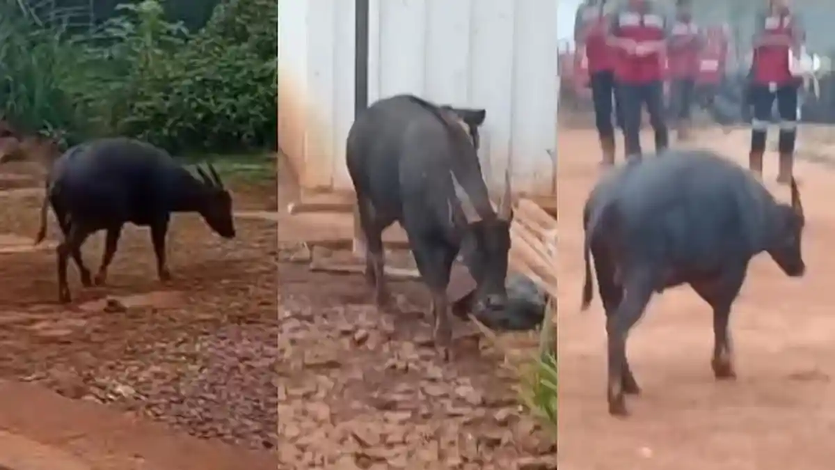 Viral Anoa Satwa Endemik Masuk Kawasan Tambang di Konawe, Ini Respons KLHK