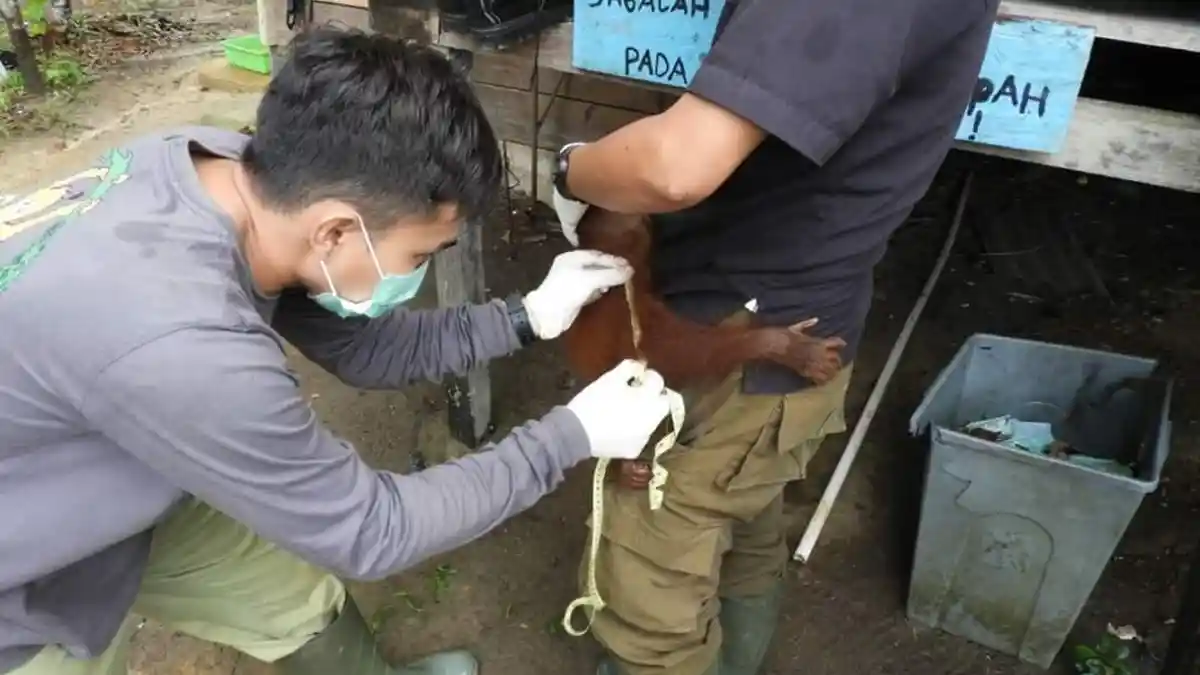 Tiga Orangutan Dilepasliarkan di TNBKDS