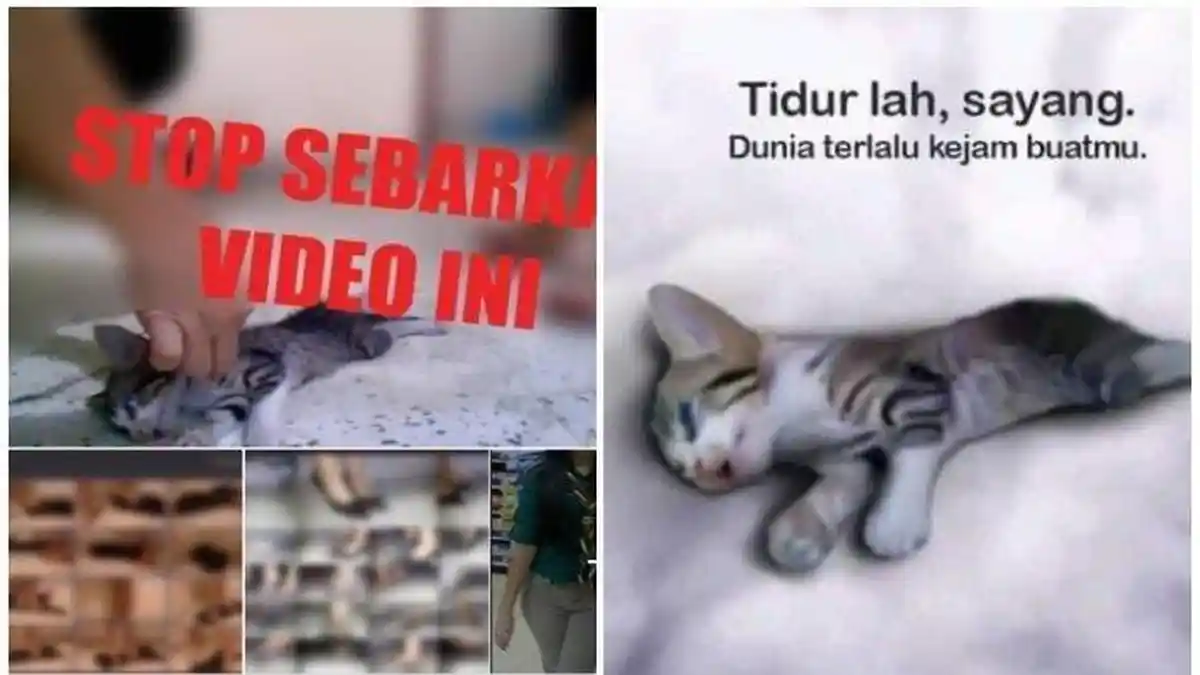 Video 3 Cewek Injak Anak Kucing Sampai Mati di Twitter Heboh, Lokasi dan Motif Pelaku Terungkap!
