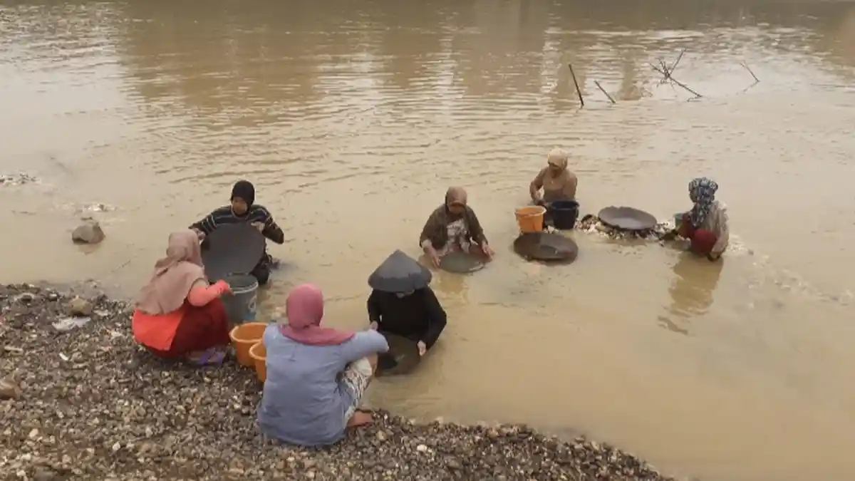 Petani Karet di Sarolangun Terpaksa Berendam 10 Jam di Sungai Demi Butiran Emas