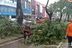 pohon-tumbang-di-jalan-jalur-alam-sutera.jpg