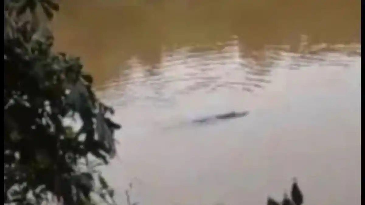 Heboh Kemunculan Buaya di Sungai Kampar, BBKSDA Riau Ajak Lestarikan