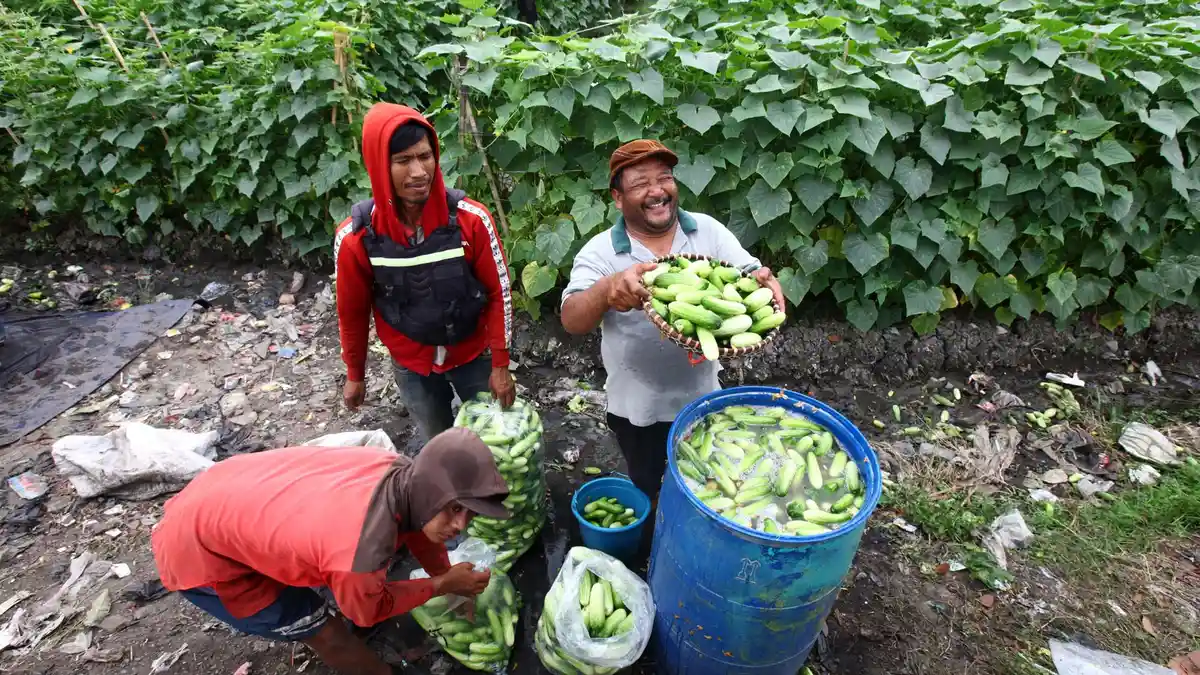 Kementan Minta Petani Gunakan Benih Unggul Bersertifikat