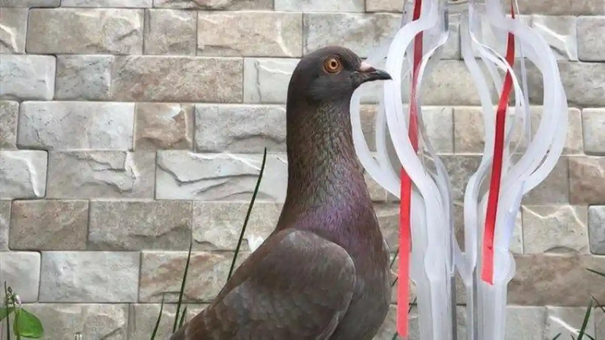 BURUNG MERPATI Ini Terjual Seharga Rp 1 M, Terungkap Alasan Pembeli!