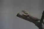 Lahir Anak Komodo di Kebun Binatang Surabaya