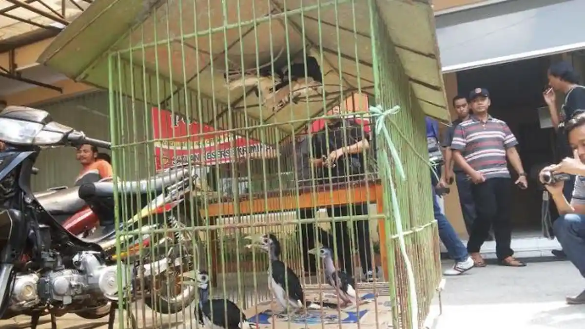Tukar Mie Instans dengan Binatang Langka, Seorang Kolektor di Malang Ditangkap Polisi