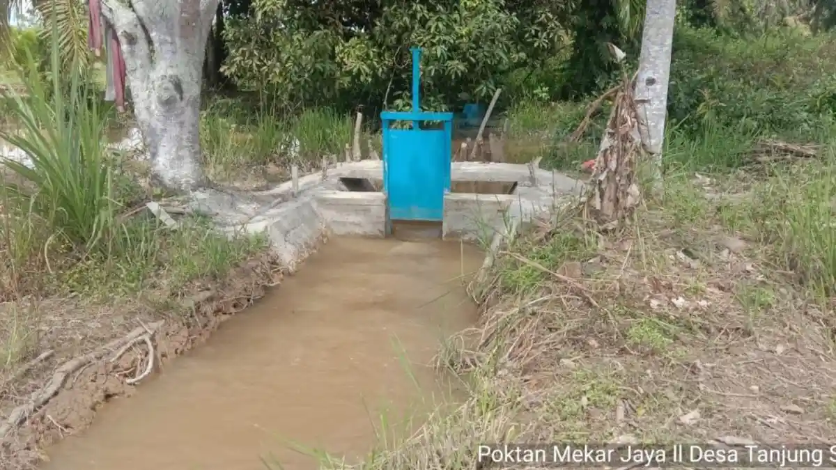 Optimasi Lahan Rawa Tingkarkan Indeks Pertanaman Petani Indragiri Hulu Riau