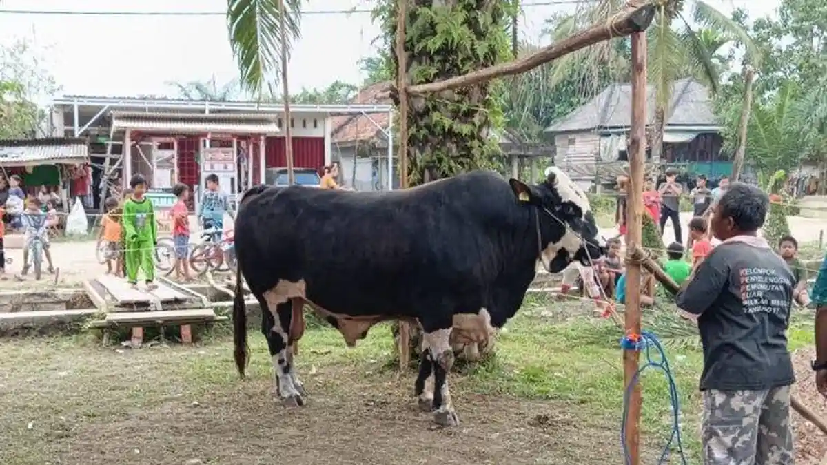 Lampung Timur Jadi Daerah Pemotongan Sapi Kurban Terbanyak di Lampung, Capai 4.397 Ekor