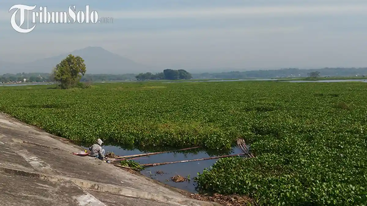 Potret Waduk Cengklik Boyolali Dipenuhi Eceng Gondok, Bikin Para Pemancing Gemas
