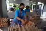 Program Telur Ayam Murah Kementan