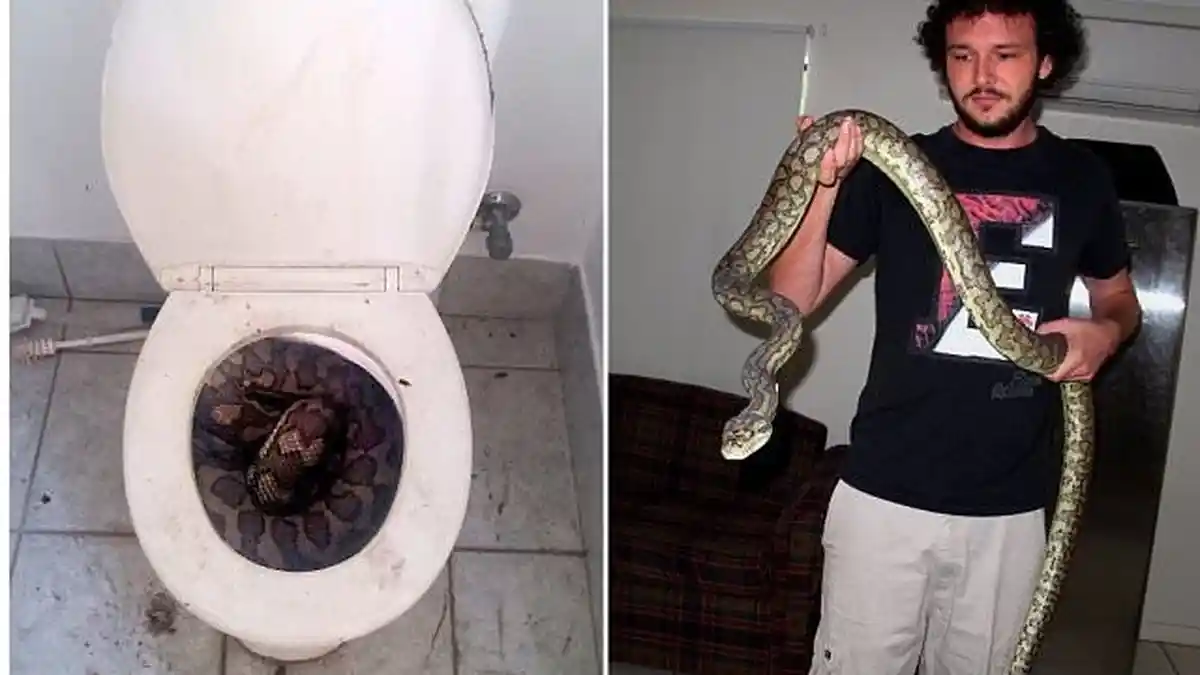 Horor! Ditemukan Ular Pyhton Melingkar di Lubang Toilet Duduk