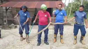 King-kobra-di-Kebun-Nyiur-Singkep-Lingga.jpg