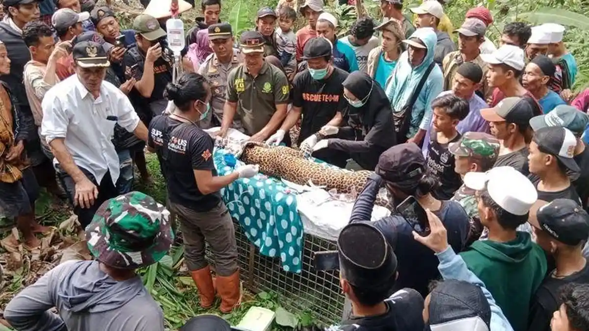 Nasib Macan Tutul Terperangkap di Jebakan Babi, Sempat Bikin Panik Warga Kalibunder Sukabumi