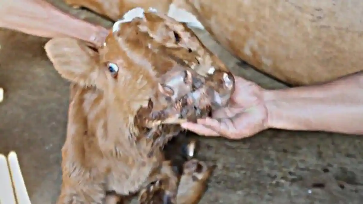 Anak Sapi di Blora Lahir dengan Kepala Dua dan Bermata Tiga, Baru Pertama Kali dan Bikin Geger Warga