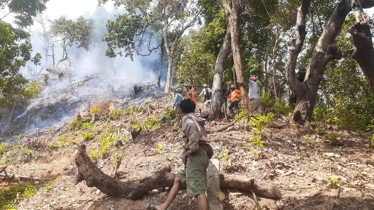 Gara-gara Puntung Rokok Lahan 1,2 Hektare di Binuang Polman Terbakar