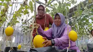 20260524-petik-melon.jpg