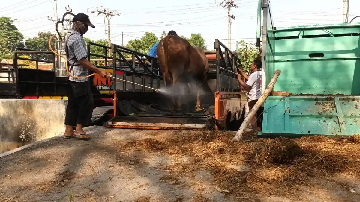 Hari Pertama Pasar Hewan Sragen Buka : Ada Temuan Sapi Terindikasi PMK, Langsung Dibawa Pulang