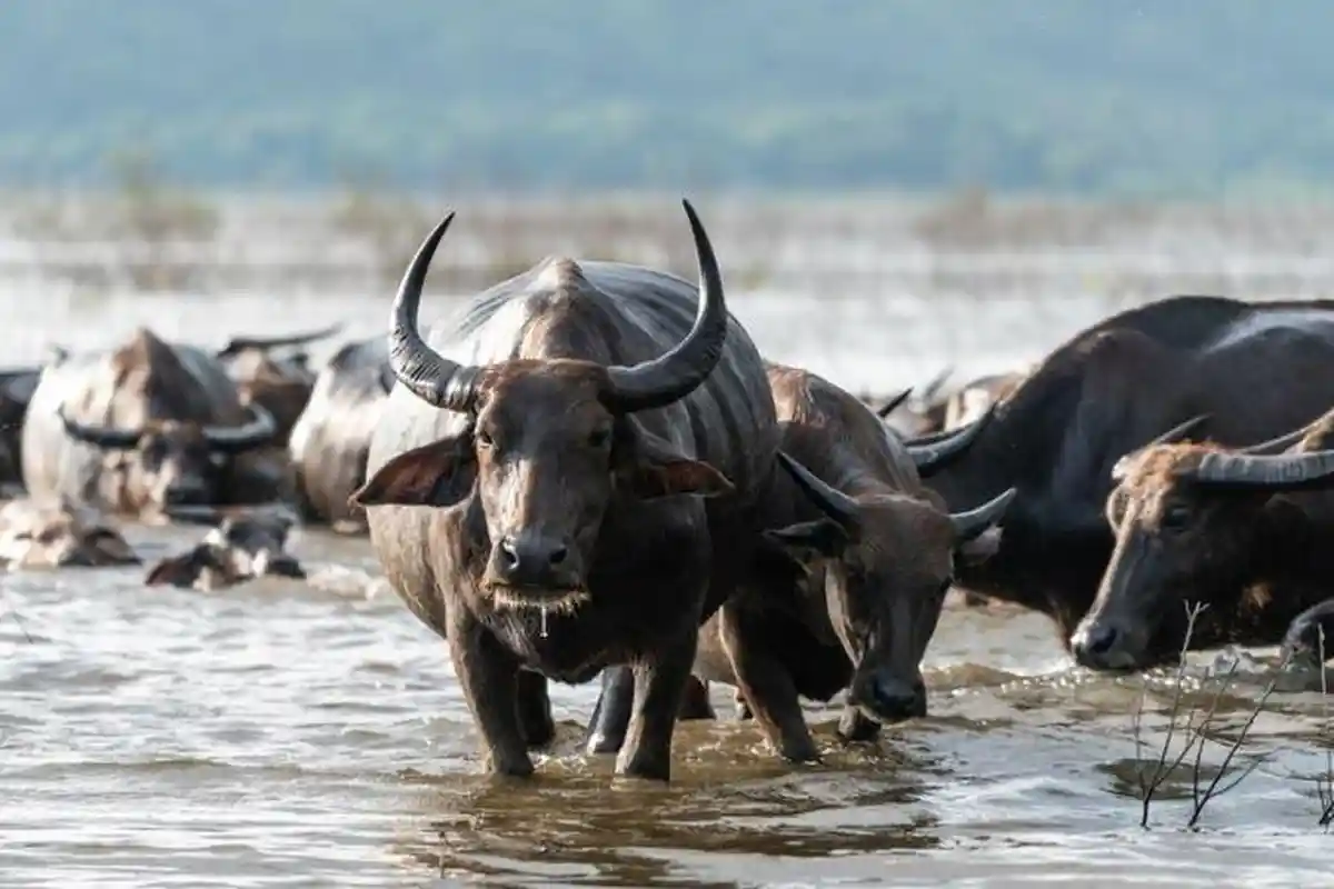 Ramalan Shio Kerbau Bulan Oktober 2024: Puncak Hoki Asmara Tertinggi Sepanjang Tahun