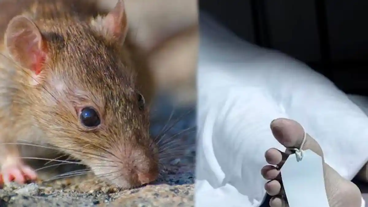 Lagi Asyik Main Game Ada Tikus Lewat, Bocah 13 Tahun Tak Sengaja Tembak Teman Sampai Tewas: Trauma