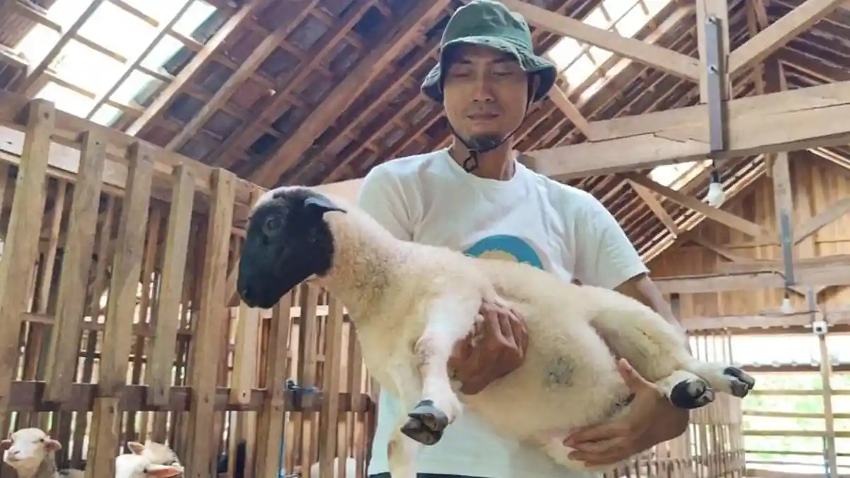 Inilah Sosok Udhi Camat Pucakwangi Pati, Tiap Bulan Bisa Kantongi Omzet Rp20 Juta Hasil Ternak Domba