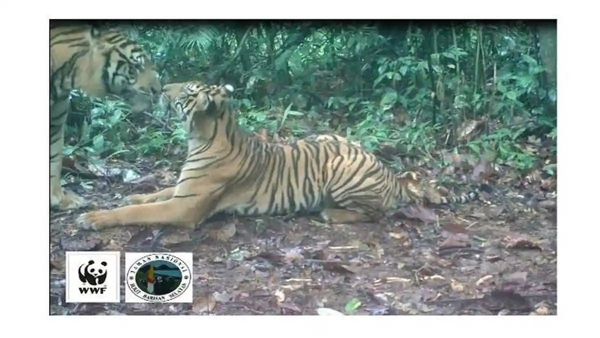 Kamera WWF Soroti Percumbuan Sepasang Harimau Sumatera