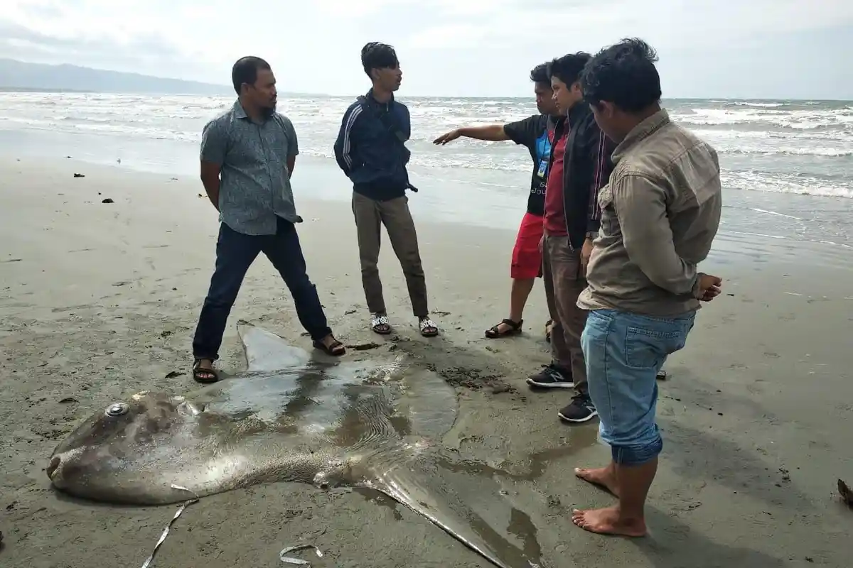 Ikan Mola-mola Langka Ini Terdampar di Pesisir Majene