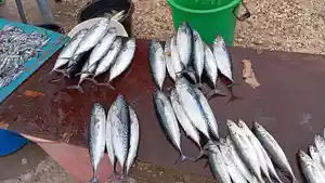 ikan-ikan-0409.jpg