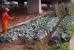 Bercocok Tanam Sayuran di Kolong Tol Becakayu