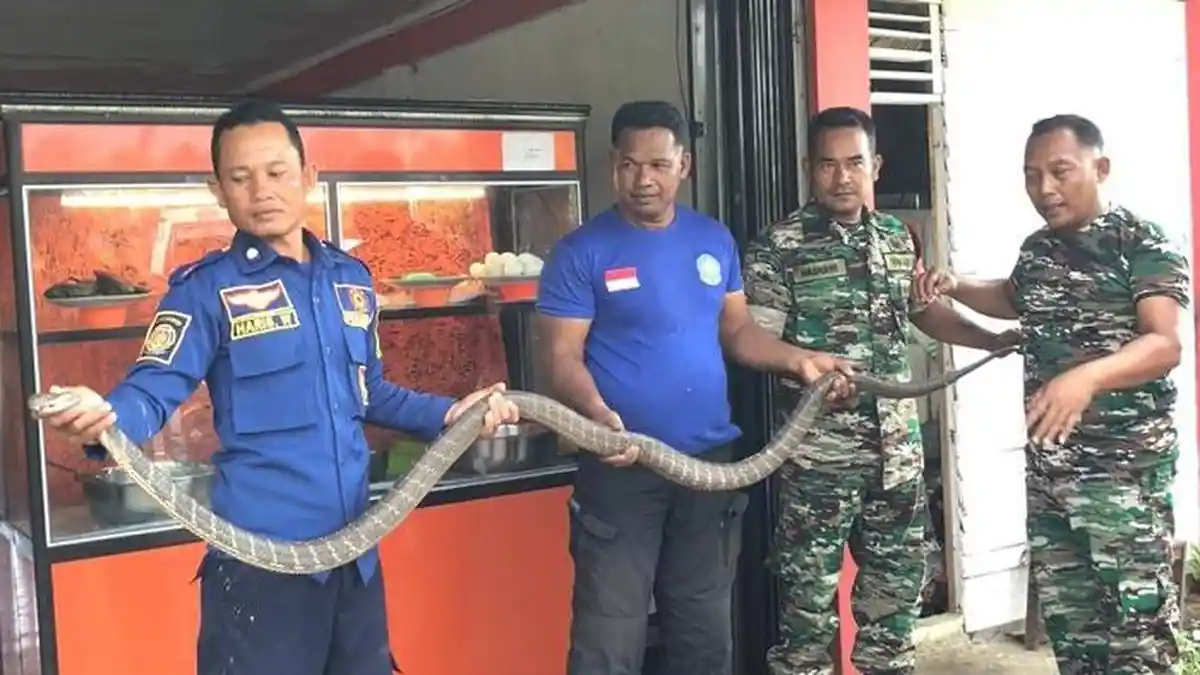 Ular King Cobra Sepanjang 3,5 Meter Kembali Masuki Rumah Warga di Lhoong