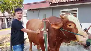 sapi-prabowo-di-lumajang.jpg