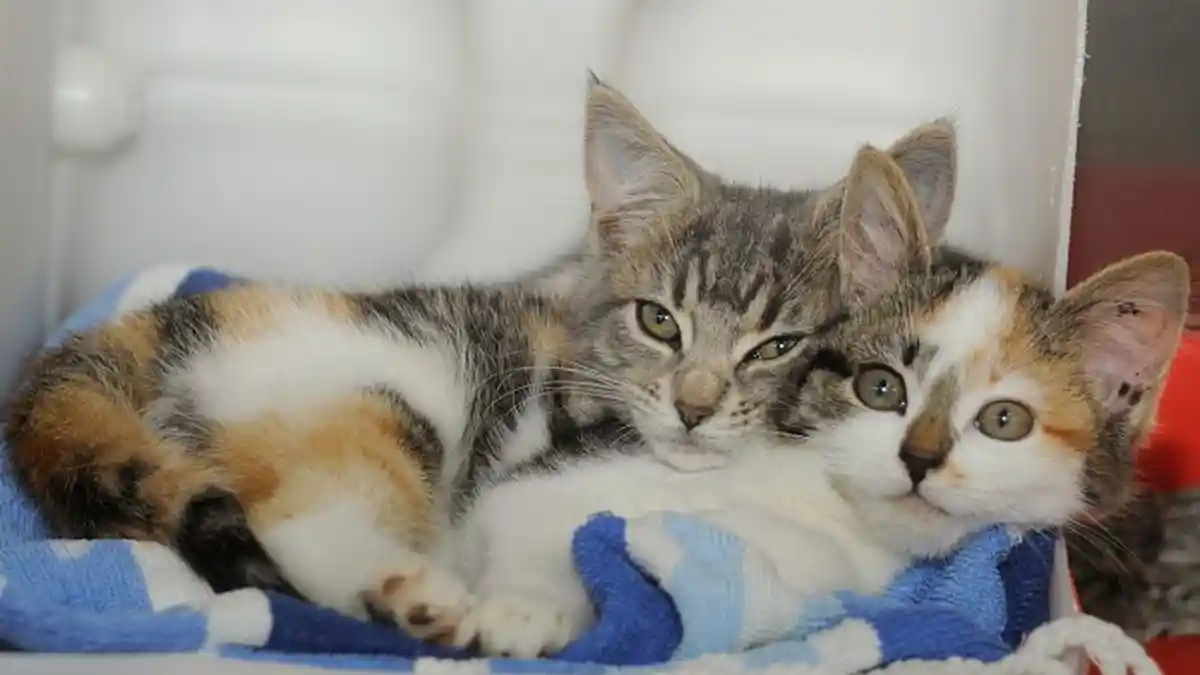 VIDEO: Ternyata Begini Alasan Kucing Takut Mentimun, Apakah karena Nenek Moyang Mereka? Ini Jelasnya