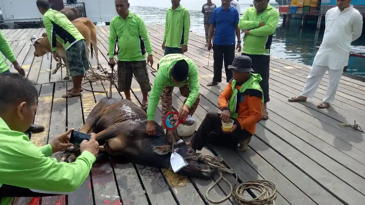 Unik Sembelih Hewan Kurban Idul Adha 1440 Hijriah di Anambas, Sebelum Sembelih Sapi Diberi Cermin