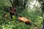 BREAKING NEWS Penemuan Mayat Tertelungkup di Tepi Sungai Citanduy, Evakuasi Gunakan Tali Webbing