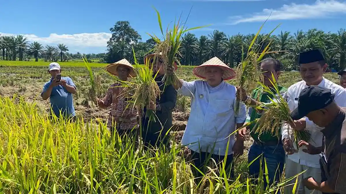 Curhat Petani Arah 3 Mukomuko Bengkulu: Panen Raya, Tapi Mesin Pemanen Cuma 1
