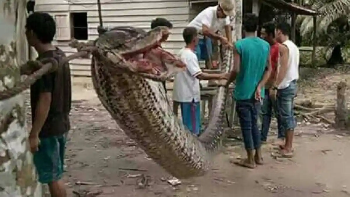 Usai Mangsa Pemuda, Ular Piton Sepanjang 7 Meter Ini Dibunuh dan Digoreng Warga