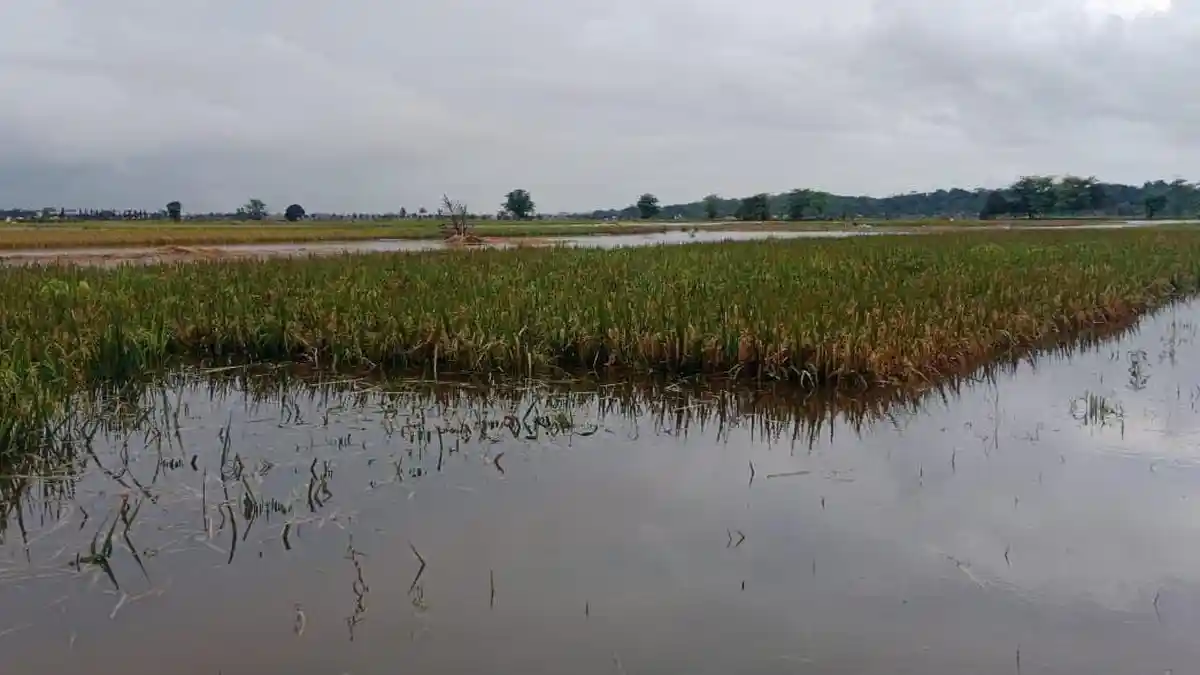Langkah Terakhir Petani di Padaherang Pangandaran, Selamatkan Padi yang Belum Siap Panen