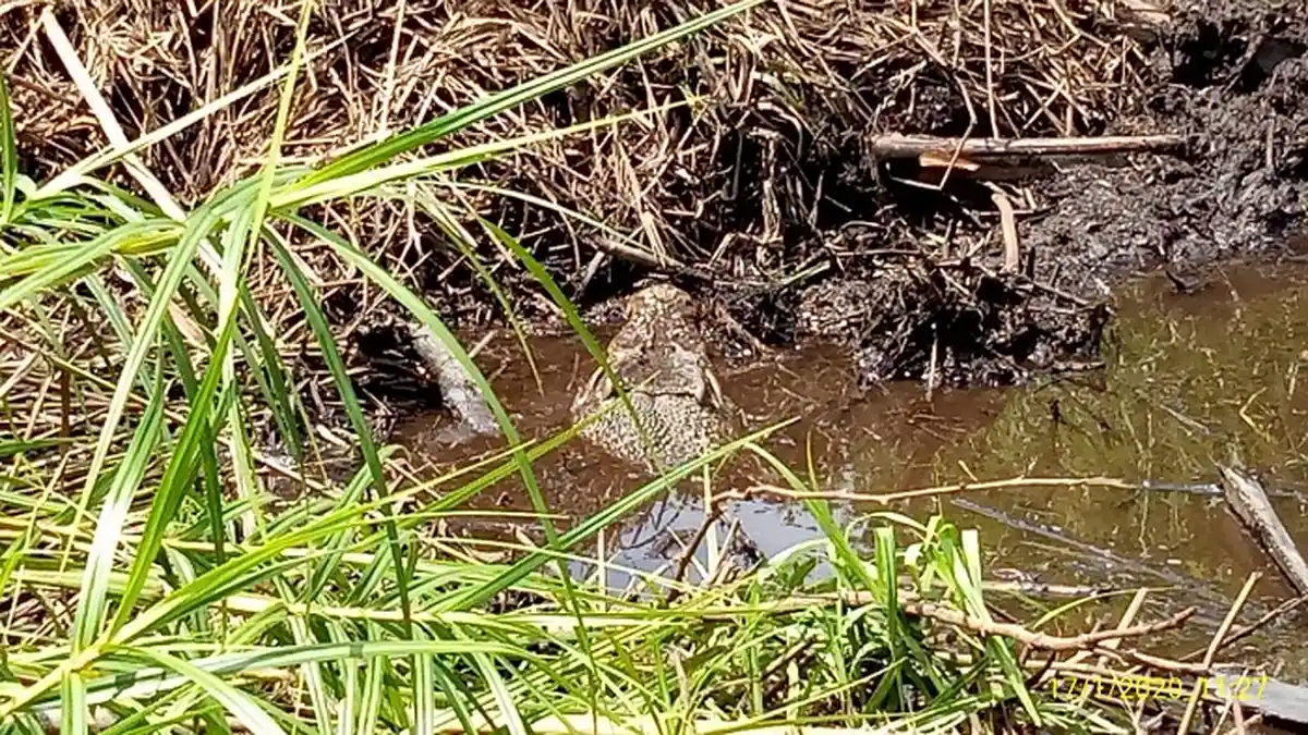 BKSDA Lakukan Pengawasan Terhadap Telur Buaya Muara di Agam, Sumbar